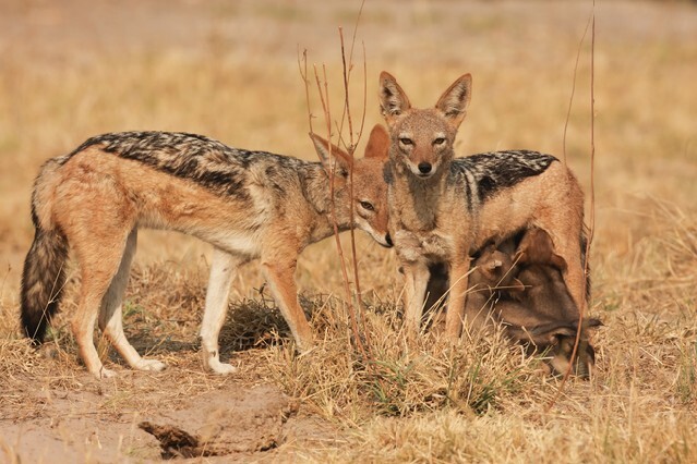 Black-backed Jackal family, South Africa